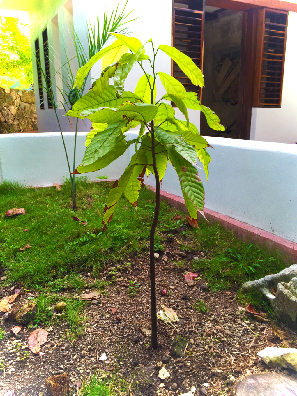 Cacao Plants