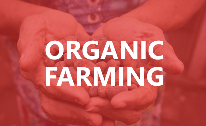 Organic Farming Bold template